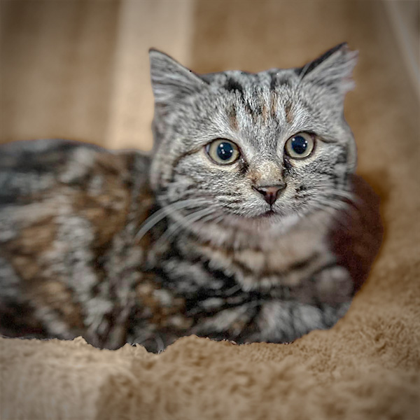 cat for adoption medina ohio