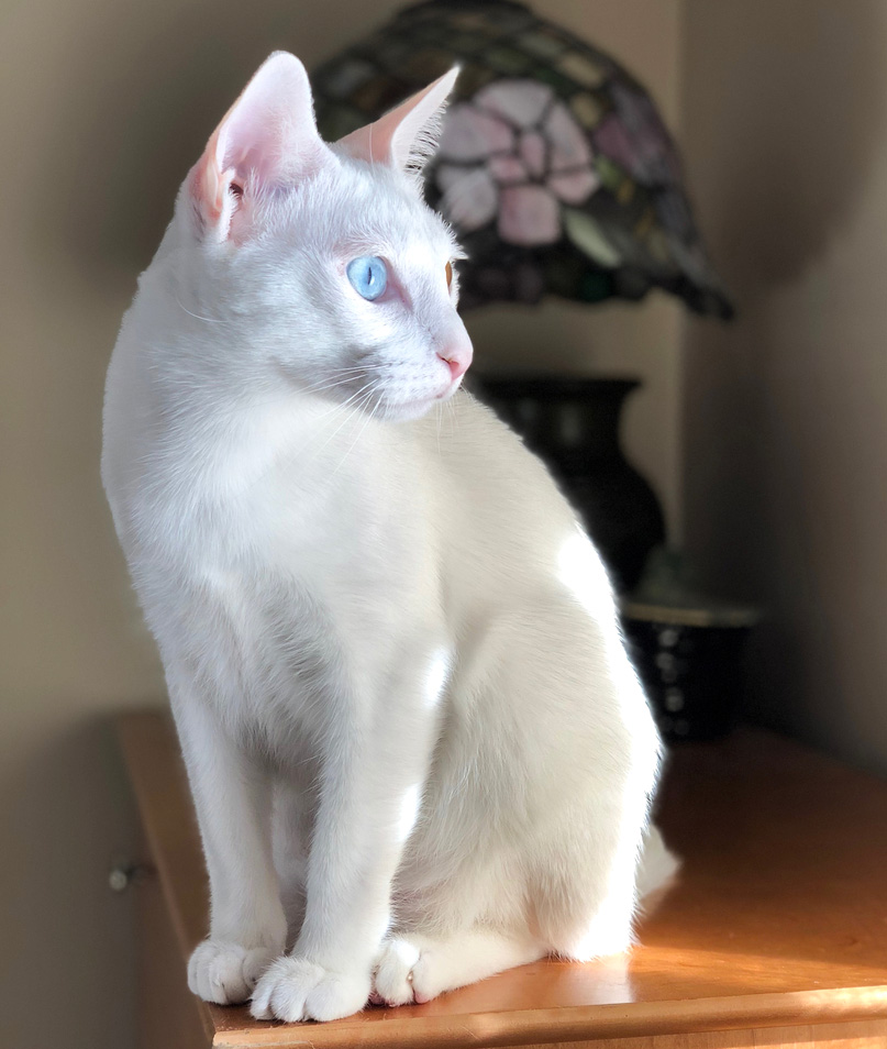 white suphalak cat in ohio