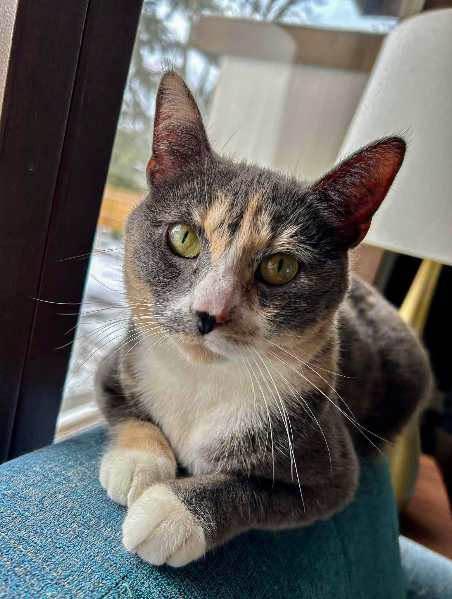 cat for adoption medina ohio