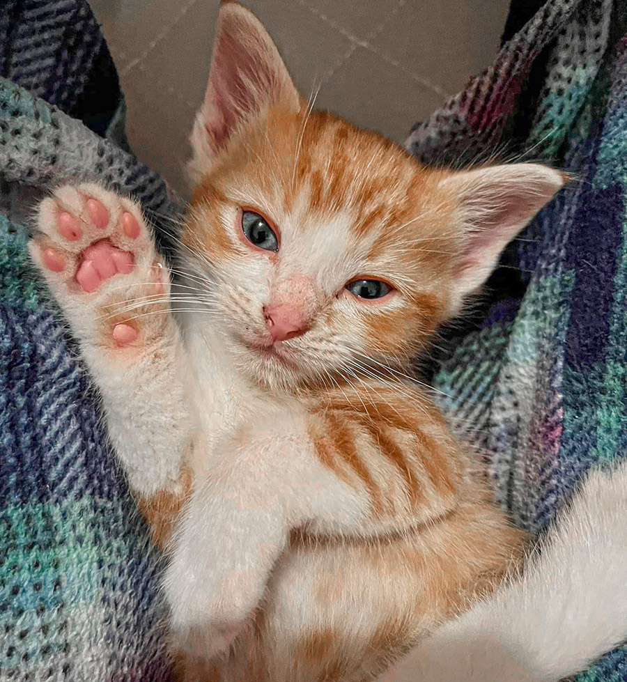 kittens for adoption in medina ohio