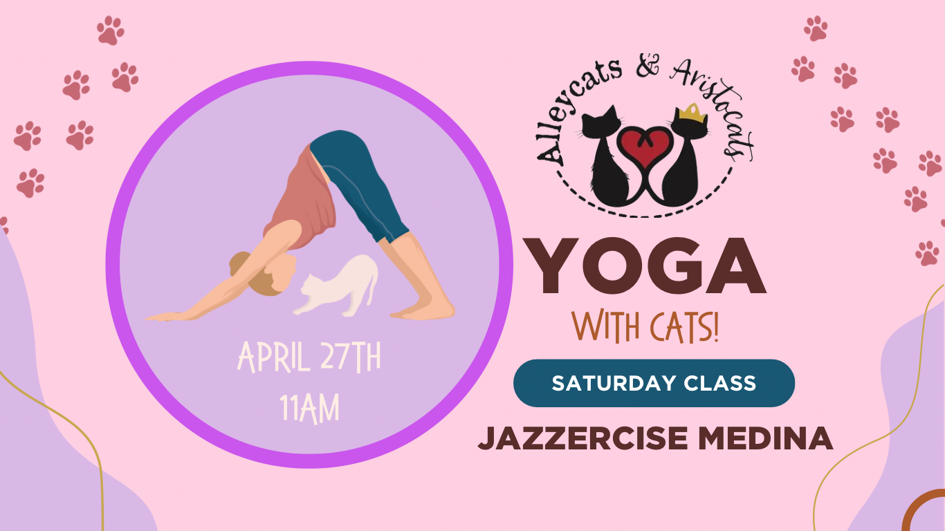 yoga with cats april 27
