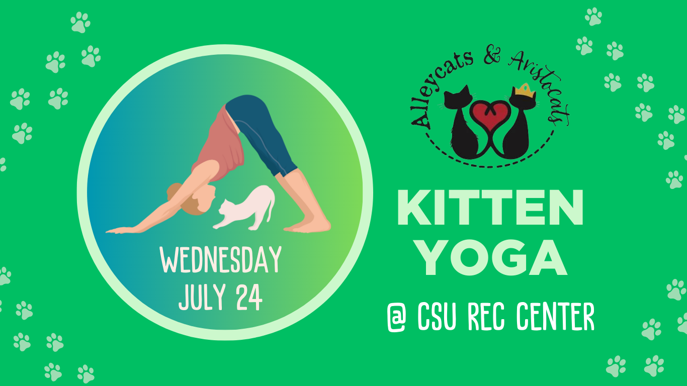 CSU Kitten Yoga